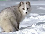 The Artic fox pack