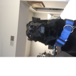 Kobe the dog
