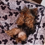 Yorkshire Terrier Archie