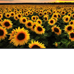 ~ Sunflower~