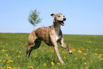 WhippetTeam