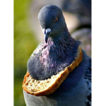 broken pigeons