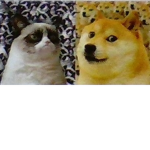 Gang. Doge