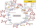 Krebs Cycle Group Thumbnail