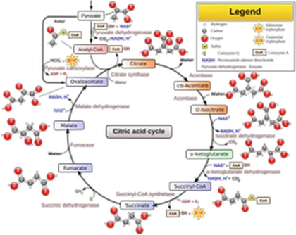 Krebs Cycle Roblox group icon