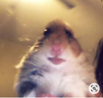 hamsterss gang