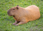 Capybaras only or who supports capybaras