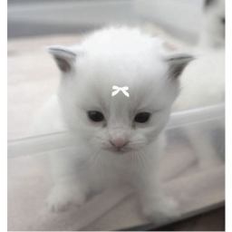 ♡