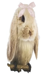 Bunny bird cult.