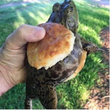 Walk in a line or die™ 