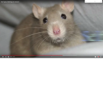 rat group fixed