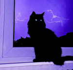 Cats of LightningClan ! Group Thumbnail