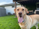 Yellow lab