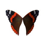 Red Admiral Wings