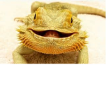 Anti Reptile / Amphibian Abuse Clan