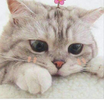 CAT W3VE