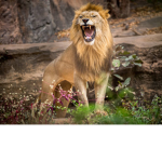 Lion tribes
