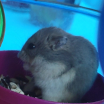 Hi I love hamsters