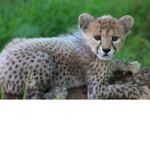 #cheeta army
