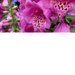 Nightshade Design