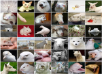 Animal Luvers
