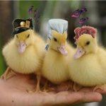 Duck Crusaders