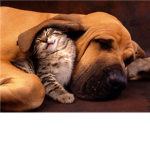 Cats and Dogs lovers!