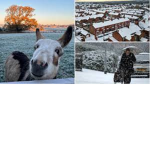 icy and snowy