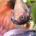 Betta Fish Fans