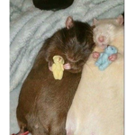 H3II RAt$