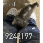 zervia