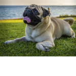 yoda and lizzys pug store
