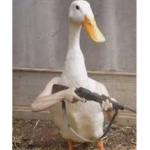 mAh LiTtLe DUCKLINGS