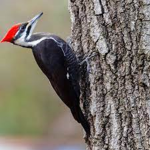 Wood Pecking Wood Peckers