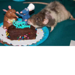 <3rats<3