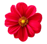 Flowery's Floral Garden