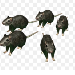 Rats.