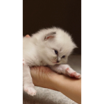 Adopt me pets for funds!