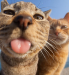 .Katzen.Fans.