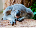 ~KoalaFam~