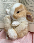 bunny buns!!!
