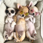 Las chihuahuas chihuahueñas