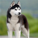 Husky fans of Roblox!