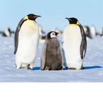 #Penguin Army