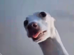group_poop