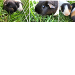 Ace and Lex and Isla