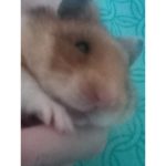 Group of the true hamster