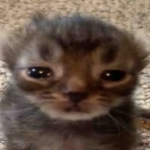 Noobumayn