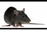 Rat Gangzx