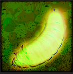 Caterpillar’s Dream